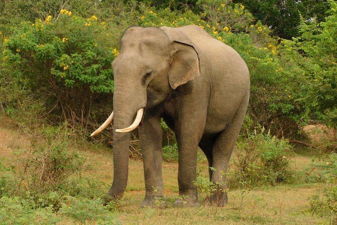 Udawalawa Safari & Elephants Orphanage Tour From Hambantota Port - Directions