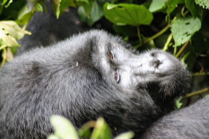 Uganda Wildlife Holiday - 8 Days - Day 7: Gorilla Trekking in Bwindi Impenetrable Forest