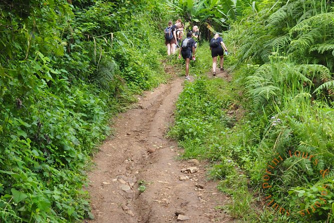 Uluguru Mountains Hike to Bondwa Peak: 2 Days 1 Night Camping - Wildlife