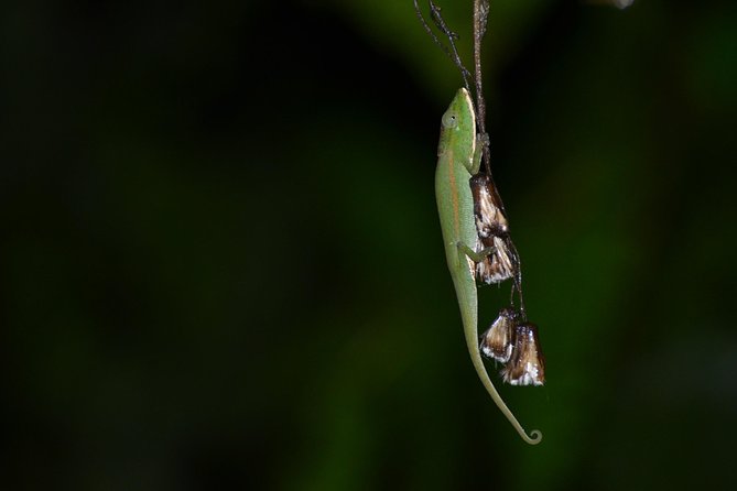 Unique Madagascar - Final Thoughts on Unique Madagascar