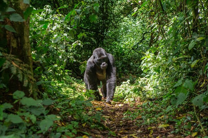 Unique Uganda Adventure - Transportation Details