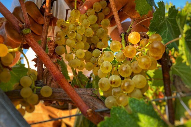 Valle Del Sole Tour and Tasting of Our Top Wines - Farewell and Departure