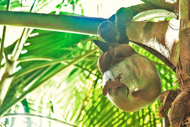 Vallee De Mai Tour (From Praslin) - Important Details