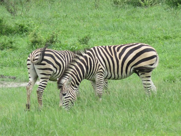 Victoria Falls to Chobe Park Day Tour Plus Boat Ride !