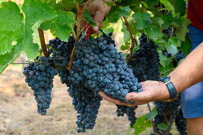 Visit to the Vivinatura and Wine Tasting Farm in Pompeii - Location and Menu Details