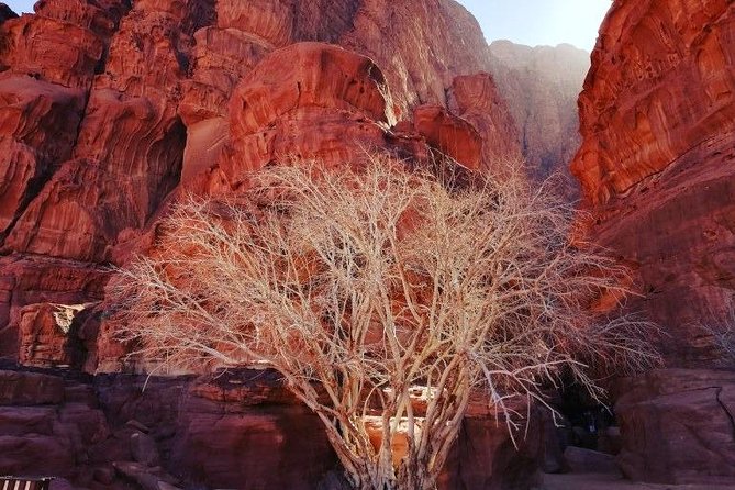 Wadi Rum &Petra Shore Excursion 2 Days(Night in Wadi Rum ) - Customer Reviews