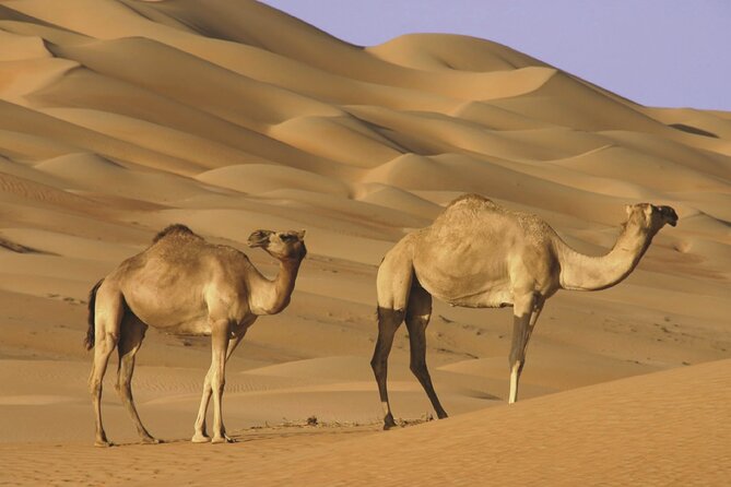 Wahiba Sands and Sur Full Day Private Tour From Muscat - Price and Reviews
