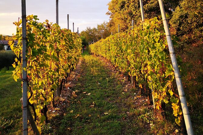Walk in the Vineyard With Tasting