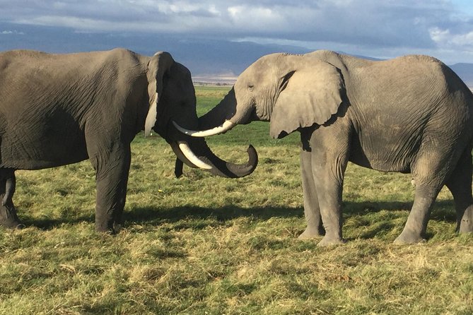 Walk With Elephants in Amboseli. - Capture Unforgettable Moments With Elephants