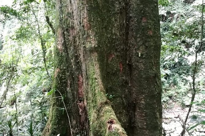 Walking Around Moshi - Engaging in Community-Based Tourism