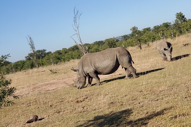 Walking Safari - Pricing and Reviews