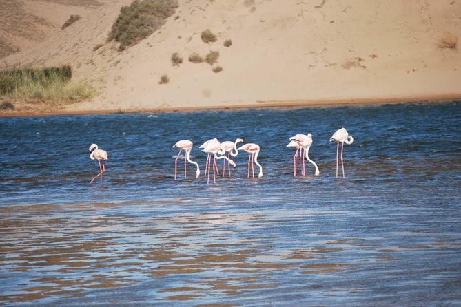 Wild Life Exploration - Accessibility and Booking Information