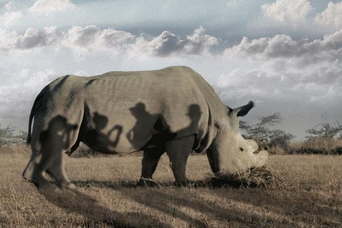 Wildlife and Nature Tour in Nanyuki - Local Flora and Fauna