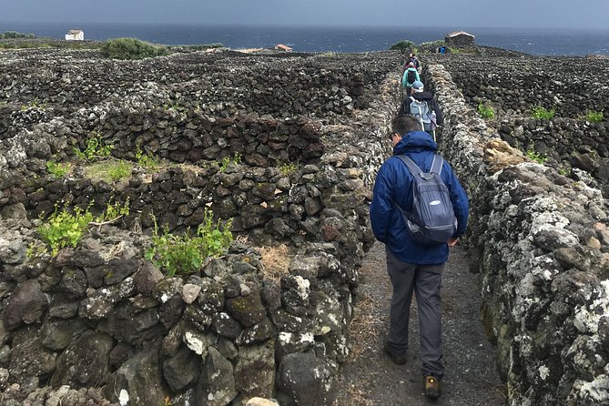 Wine and Vineyards Hike - Operator and Pricing