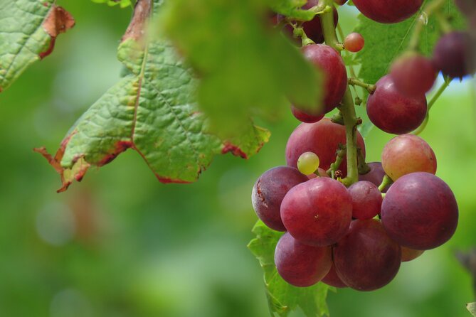 Wine Tasting and Jeep Adventure in Madeiras Majestic Countryside - Frequently Asked Questions