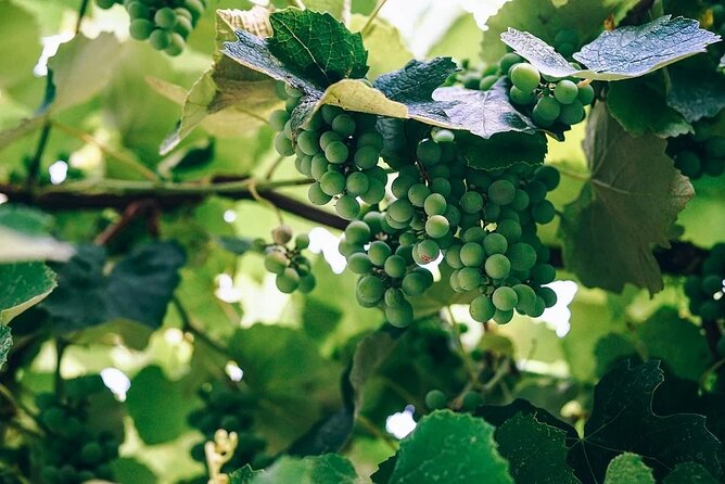 Wine Tasting and Visit to Santagata De Goti Cellars - Additional Details