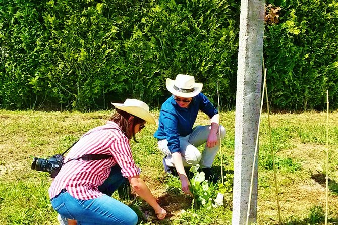 Wine & Vine Planting | Quinta De Santa Cristina Vinho Verde - Accessibility: Wheelchair, Stroller Accessible, Service Animals Allowed, Infants on Laps, Wheelchair Transportation, Participation Criteria, Maximum Travelers