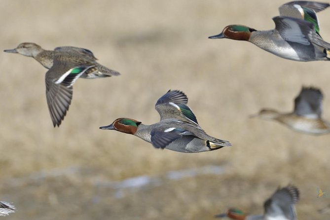 Winter Birding Day Trip to Dobrudja From Tulcea/Constanta