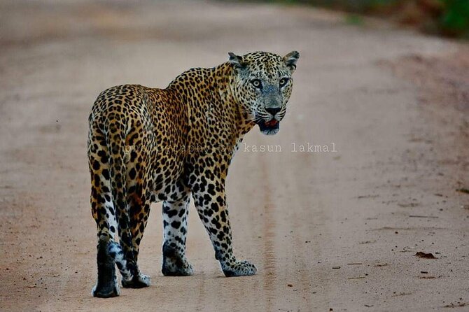 Yala Safari Private Day Tours in Yala National Park - Booking Information