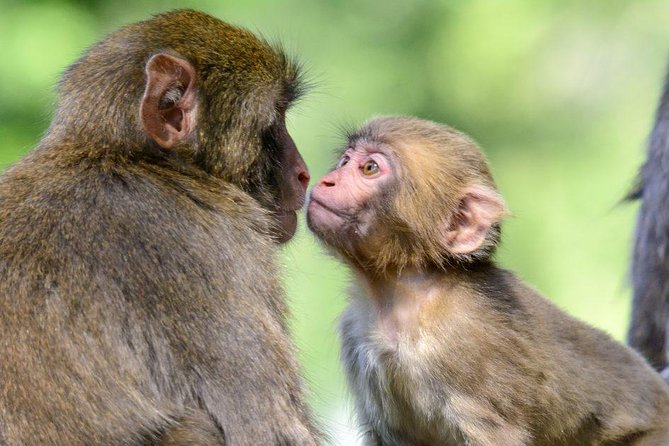 Zagreb - Monkey Park (Affenberg) - Klagenfurt - Minimudus - Family-Friendly Activities