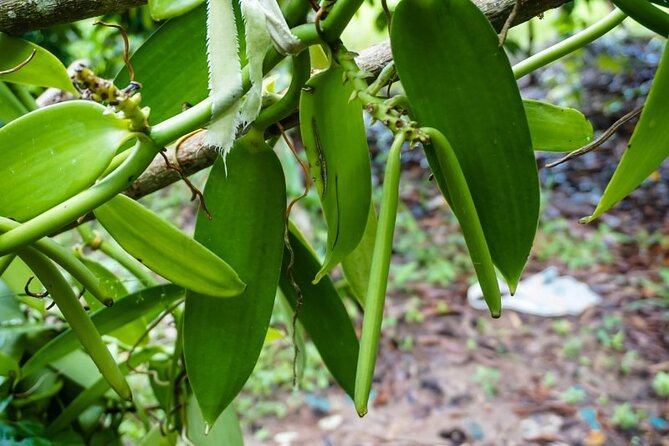 Zanzibar Private Tour National Park Jozani Forest and Spice Farm - Inclusions and Pickup Details