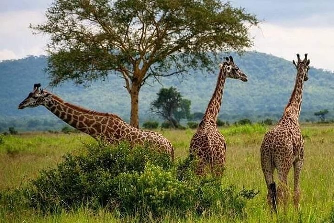 3days 2nights Tour to Uluguru Mountain and Mikumi National Park - Good To Know