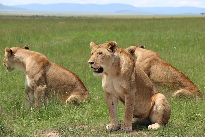 3days Masai Mara Private Safari With a 4x4 Land Cruiser Jeep
