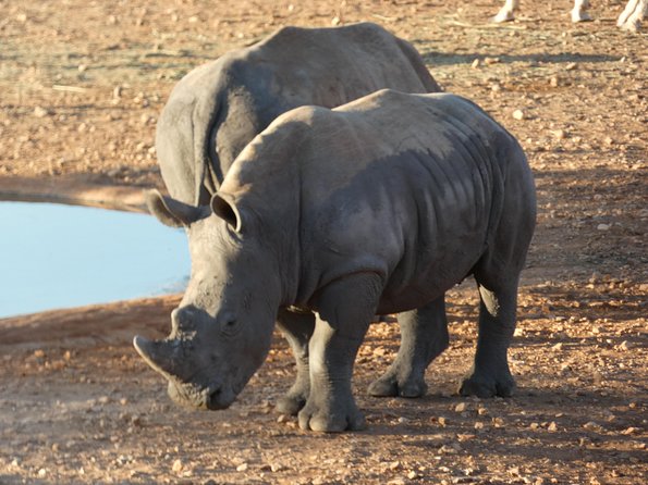 4 Day Etosha Safari Private Guided Tour Namibia - Itinerary Highlights