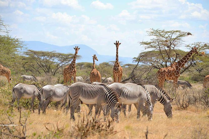 4 Day Mid-range Serengeti Safari