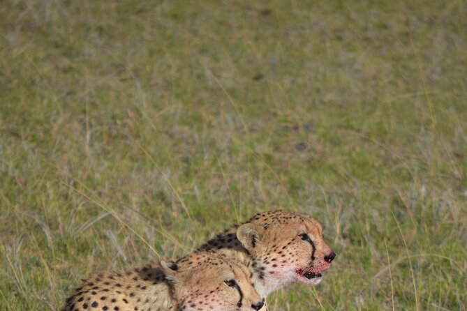 4 Day Private Lake Naivasha and Maasai Mara Safari Experience - Safari Activities