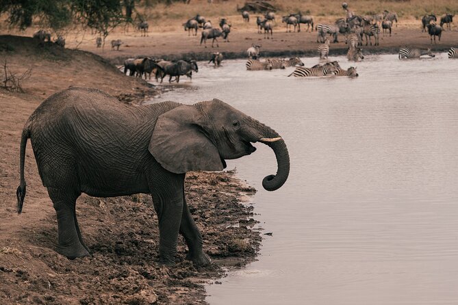 4 Day Tanzania Safari Tarangire Serengeti and Ngorongoro Bliss - Good To Know