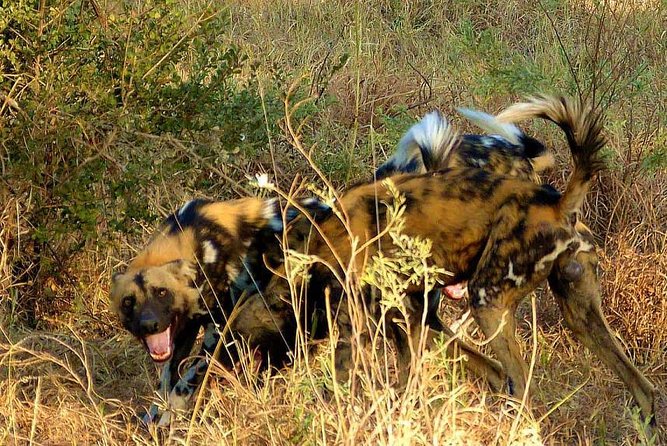 4 Days 3 Nights Safari to Ruaha National Park - Pickup and Start Details