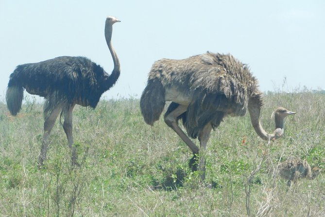 4 Days Animal Kingdom - MOMBASA - Good To Know
