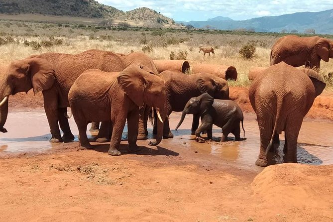 4 Days Best of Kenya Safaris (Tsavo East, Amboseli and Tsavo West.) - Good To Know