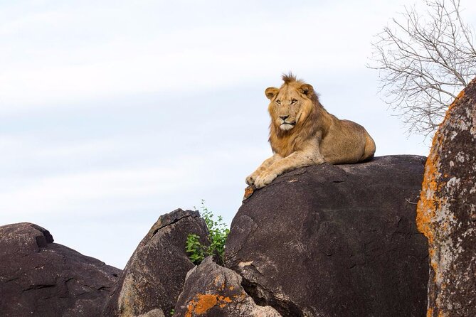 4 Days Kidepo Savannah Wildlife Safari - Good To Know