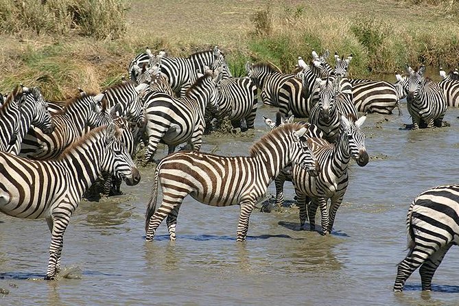 4 Days Northern Tanzania Wildlife Safari - Good To Know