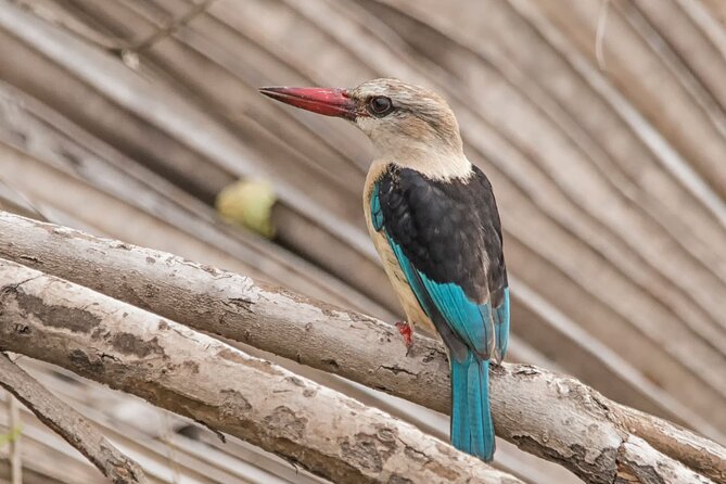 4-Days Private Tour in Nyerere National Park-Selous Game Reserve - Good To Know
