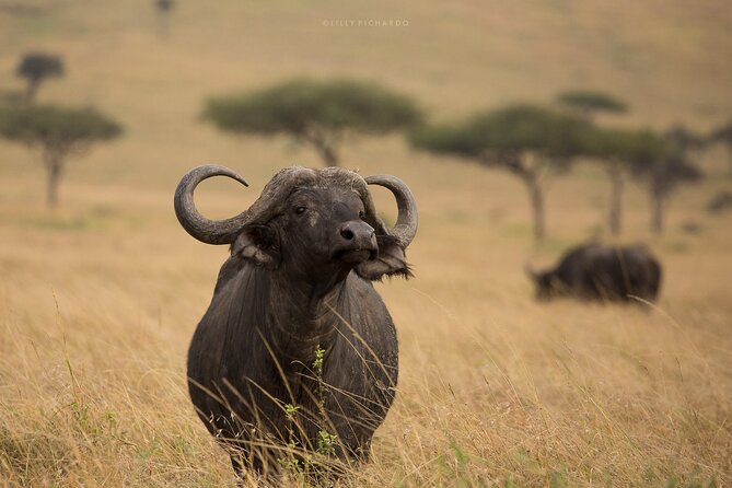 4 Days Safari to Maasai Mara N/R. - Accommodation Details