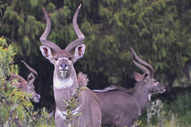 4 Days Trek in Bale Mountains National Park - Good To Know