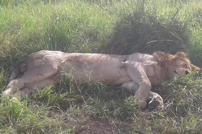 4 Days Wildebeest Migration Budget Safari Masai Mara - Good To Know