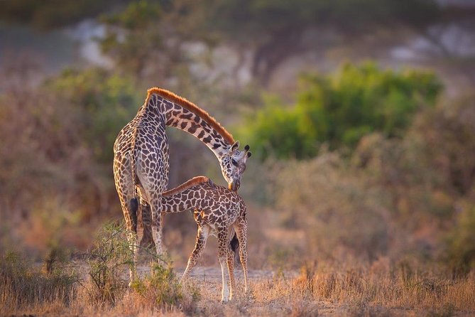 4 Tanzania Classic Safari - Good To Know