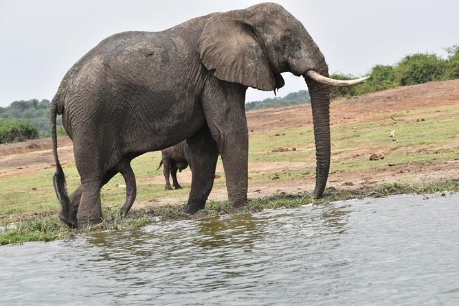 08 Days Classic Uganda Primate Tour - Customer Reviews
