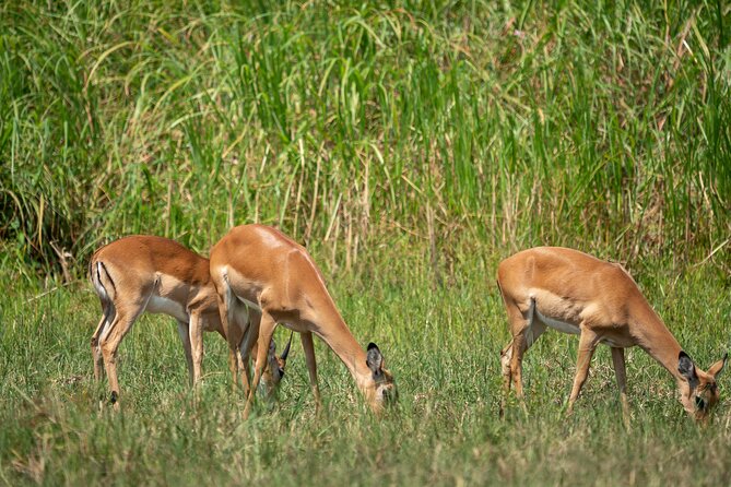 1 Day Akagera National Park Safari - Private Tour Benefits