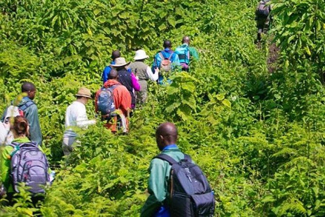1 Day Dian Fossey Tomb Hike - Hassle-free Transfers