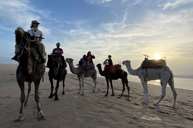 1 Day Dromedary Ride Near Essaouira - Group Size Limit