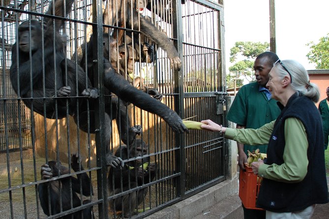 1 Day Fishing and Chimpanzee Island Tour