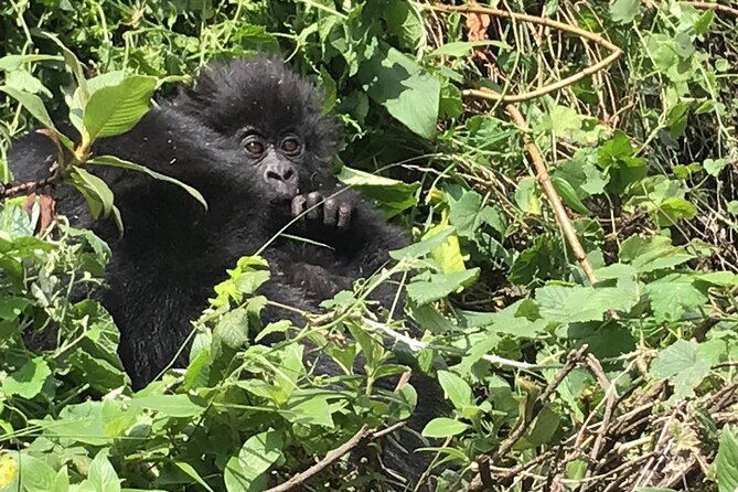 1 Day Gorilla Trekking Mgahinga Gorilla NP & Lake Bunyonyi - Inclusions and Logistics