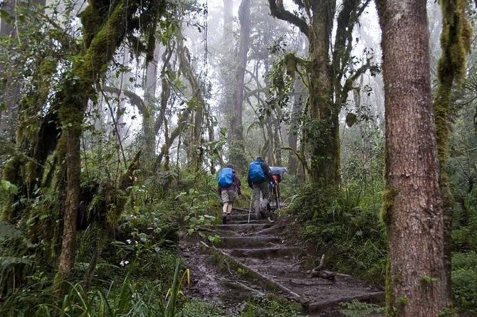 1 Day Kilimanjaro Climb via Machame Route - Reviews