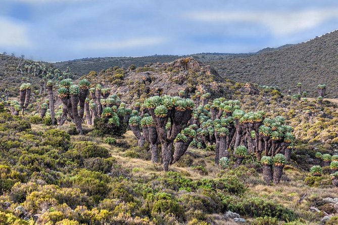 1 Day Kilimanjaro Cycle Shira Route - Frequently Asked Questions