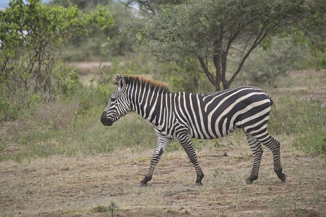 1 Day Lake Manyara Day Trip - Pickup Options